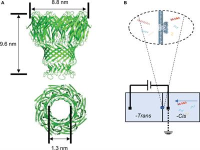 Rapid Nanopore Assay for Carbapenem-Resistant Klebsiella pneumoniae